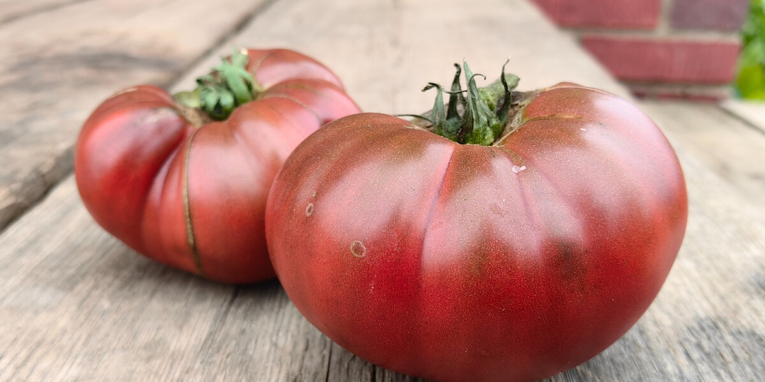 Сложная группа шоколадных сортов томатов