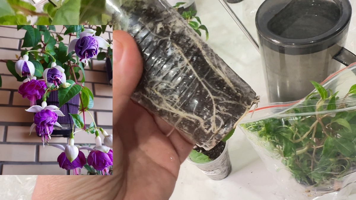 Укоренение Lenny Ervi