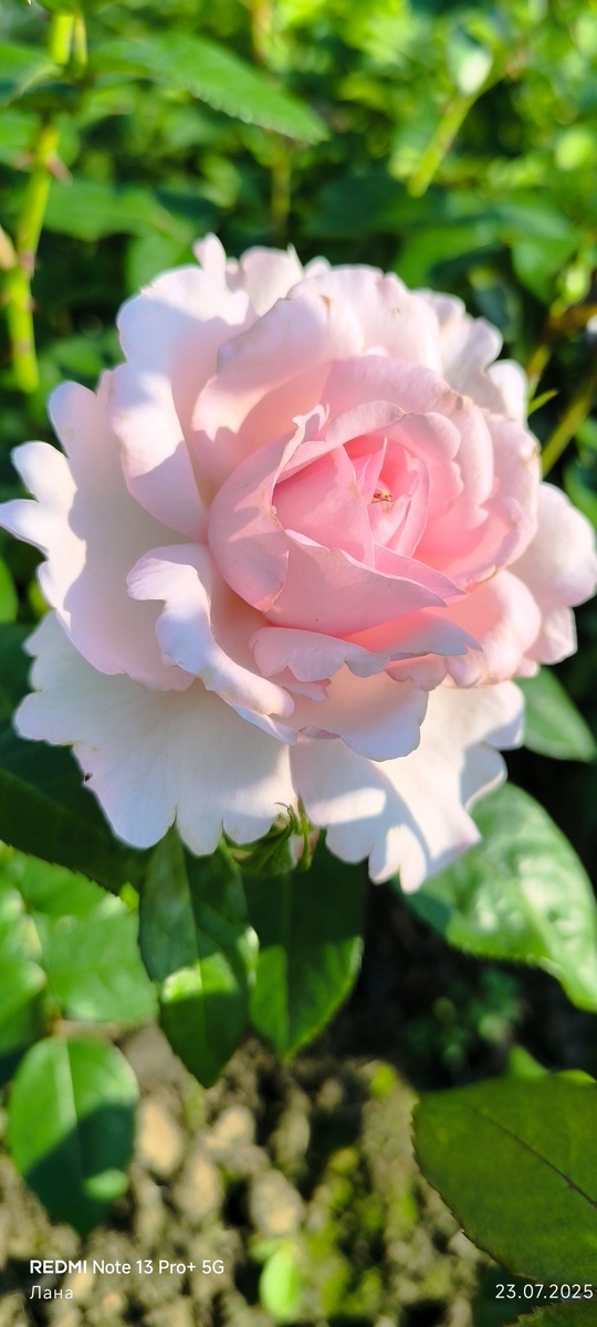 Александра принцес де Люксембург роза шраб.