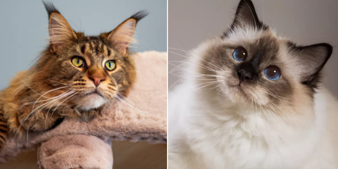 Собачий характер: 6 пород кошек, которых можно дрессировать