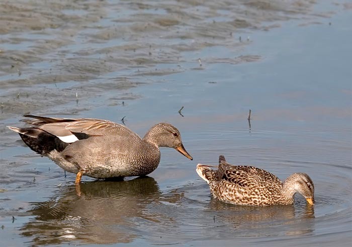 2. Серая утка