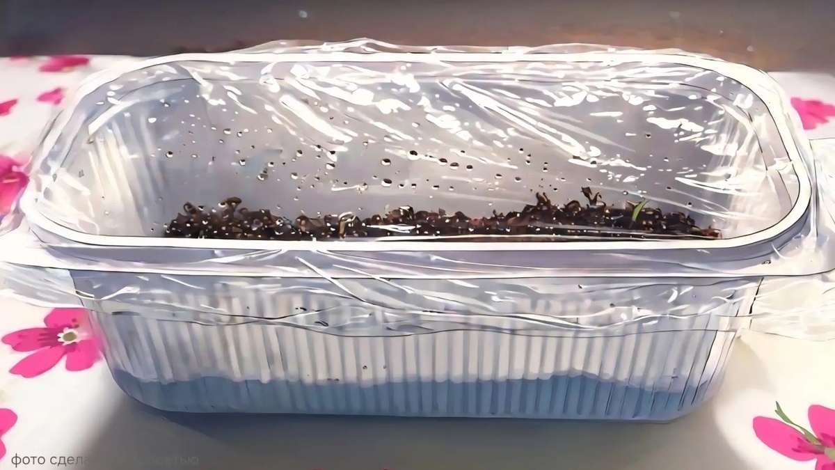 Рассада в общем контейнере