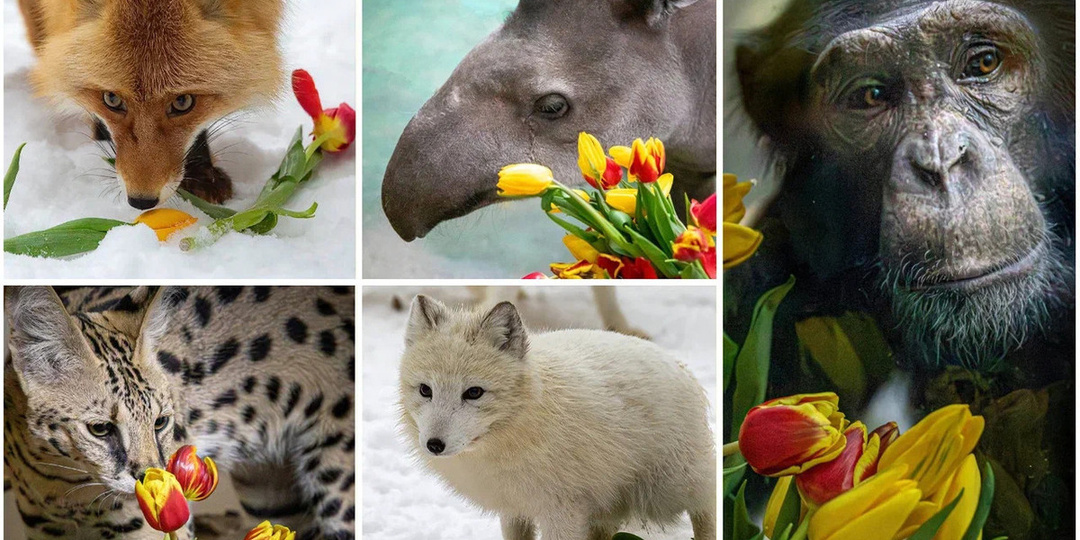 В Новосибирске показали весенние фото обитателей зоопарка
