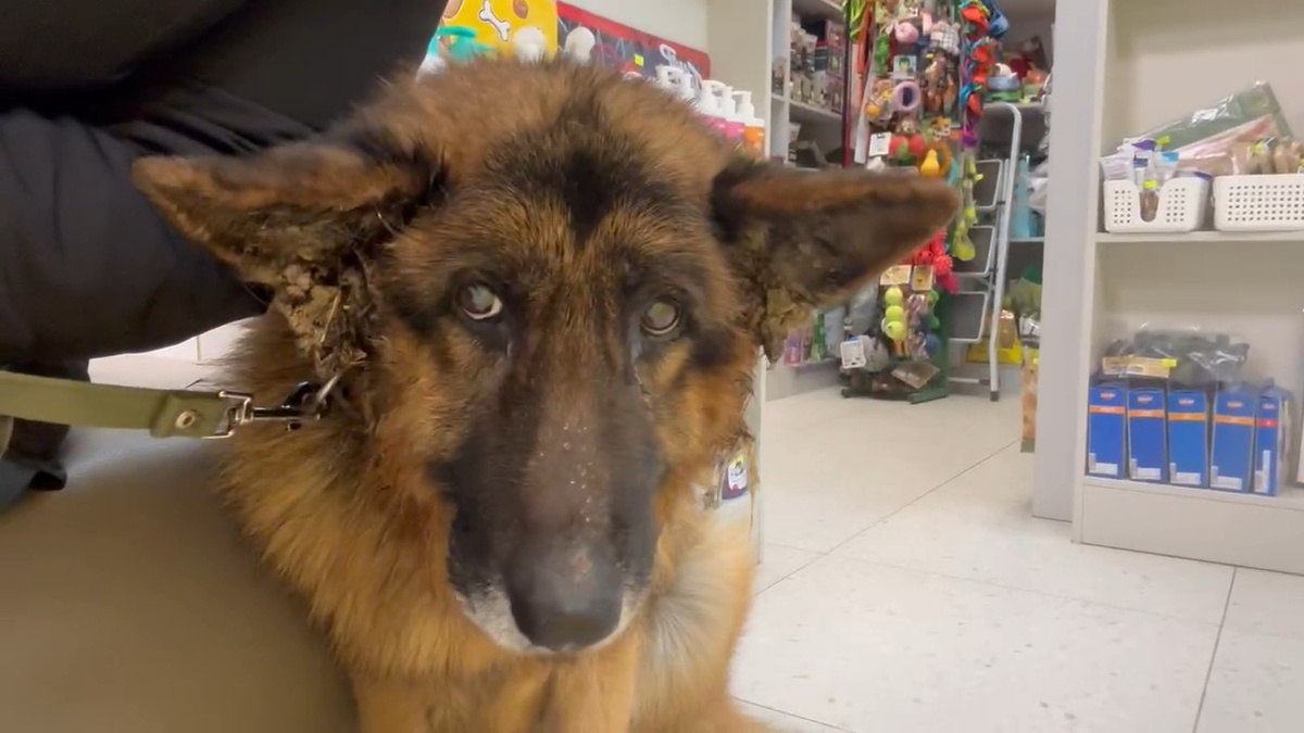 Рексик в день спасения. Внимание на ушки…