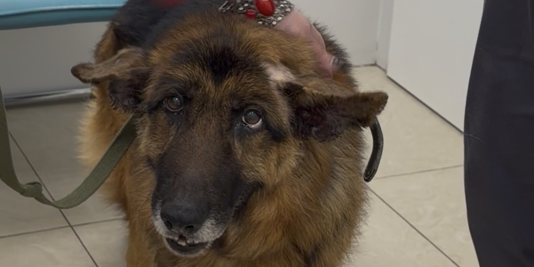 10-ти летний немец, выброшенный хозяином на мороз, так и не нашел себе угла. Рекс