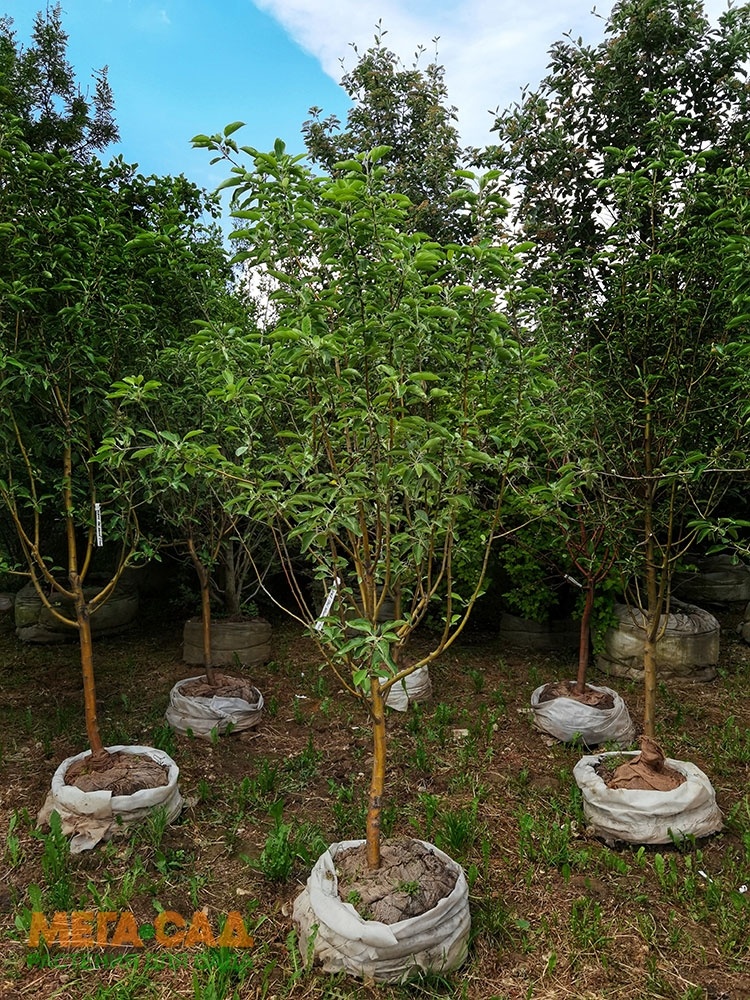 Питомник Мега сад. Взято из открытых источников. 