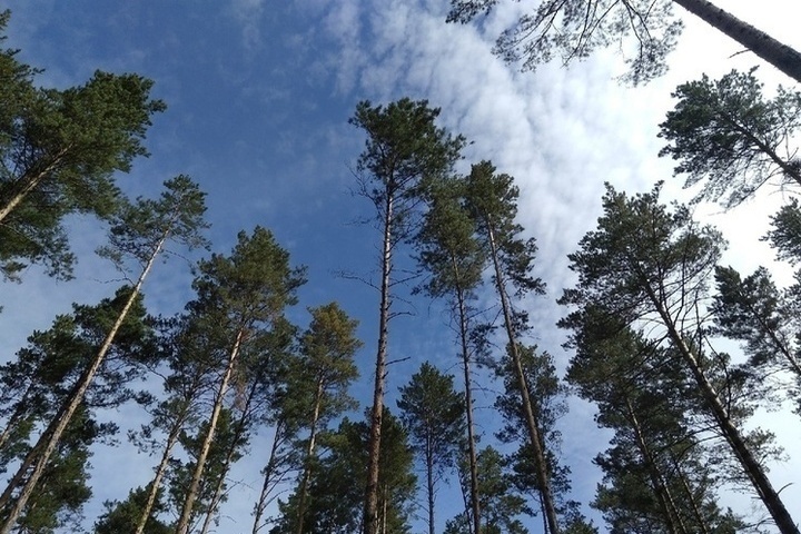 Орнитолог рассказала, какие птицы уже вернулись в Новосибирскую область
