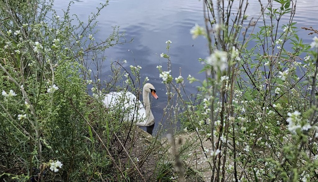 На речке Гать в Гребёнке. Фото автора