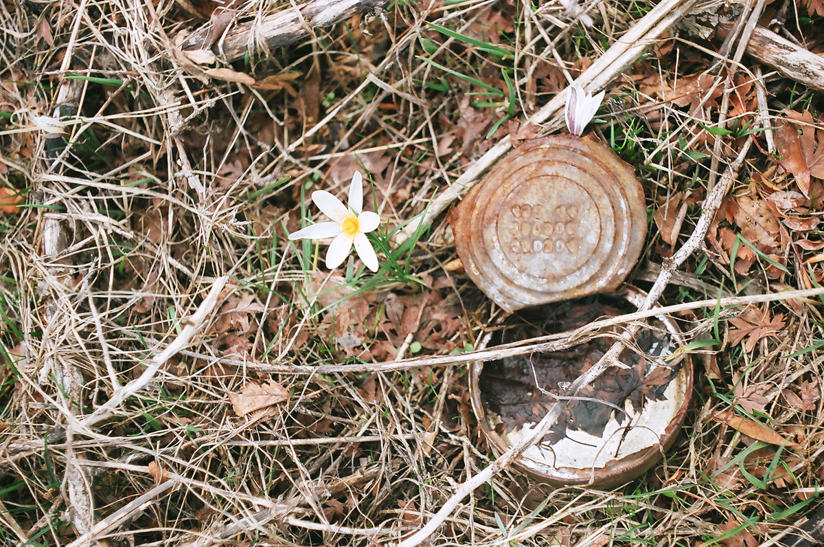 Подснежник в прошлогодней траве и рядом туристическая консервная банка