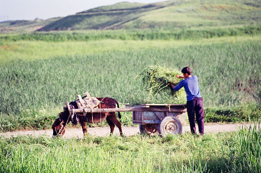 Сенокос - традиционный труд для местных жителей. Горы Каракия в Ташкентской области (Паркентский район)