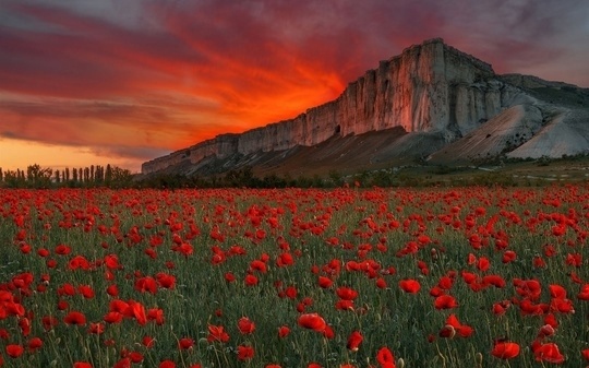 Весной в Крыму. У подножия Ак-Кая (Белой Скалы). Маки у Белой Скалы.