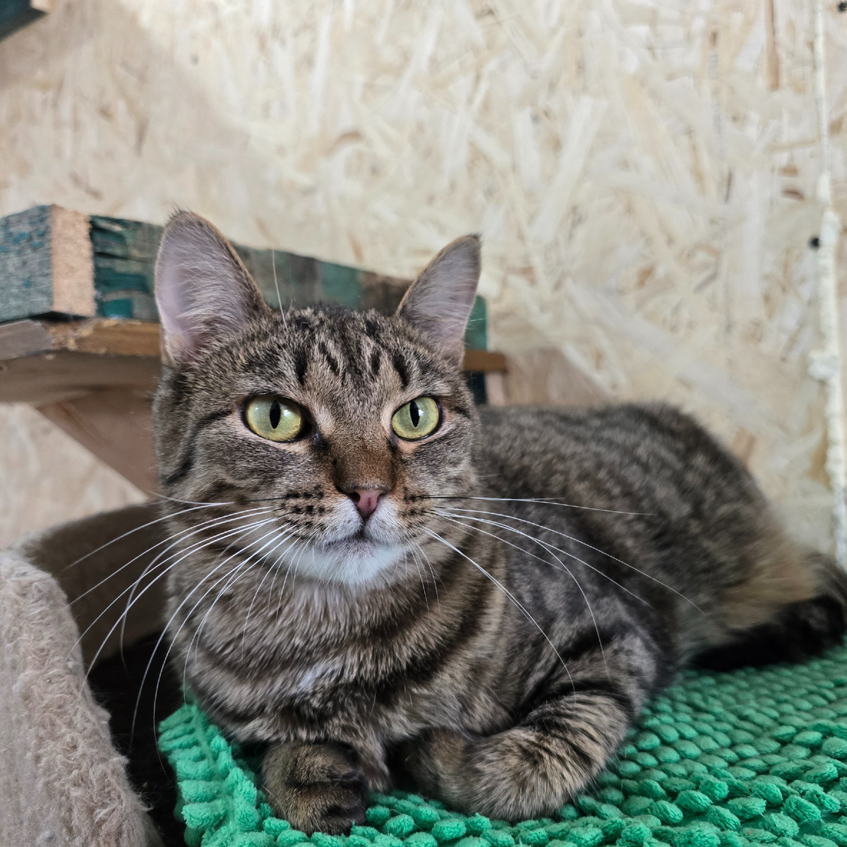 зелёные глаза полны надежды и страха