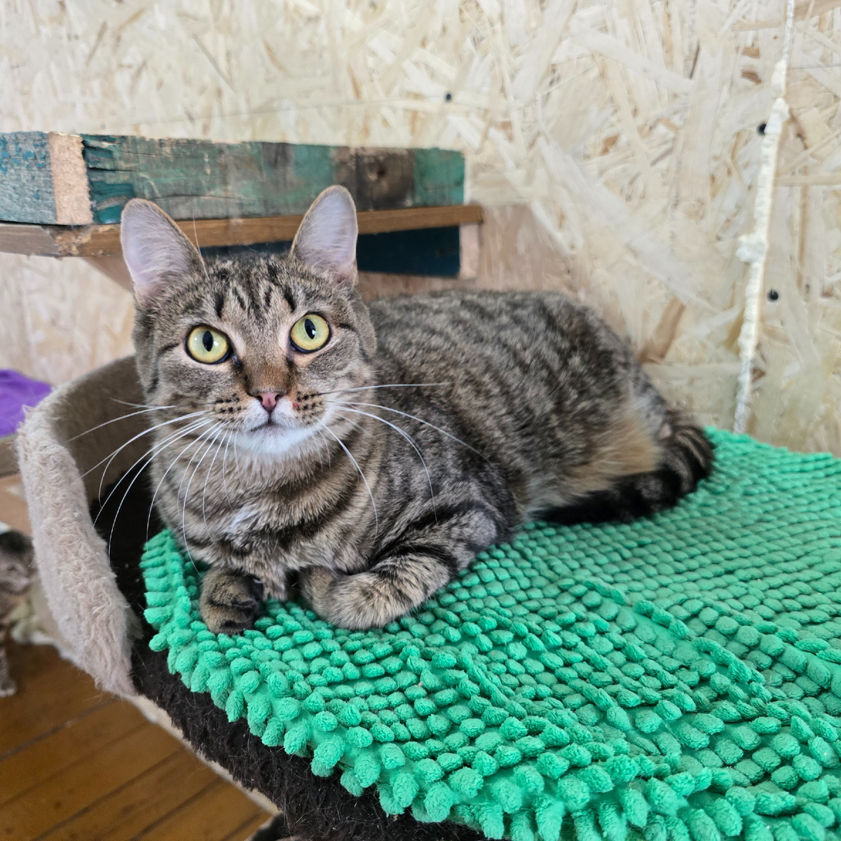 уютно устроилась но взгляд настороженный