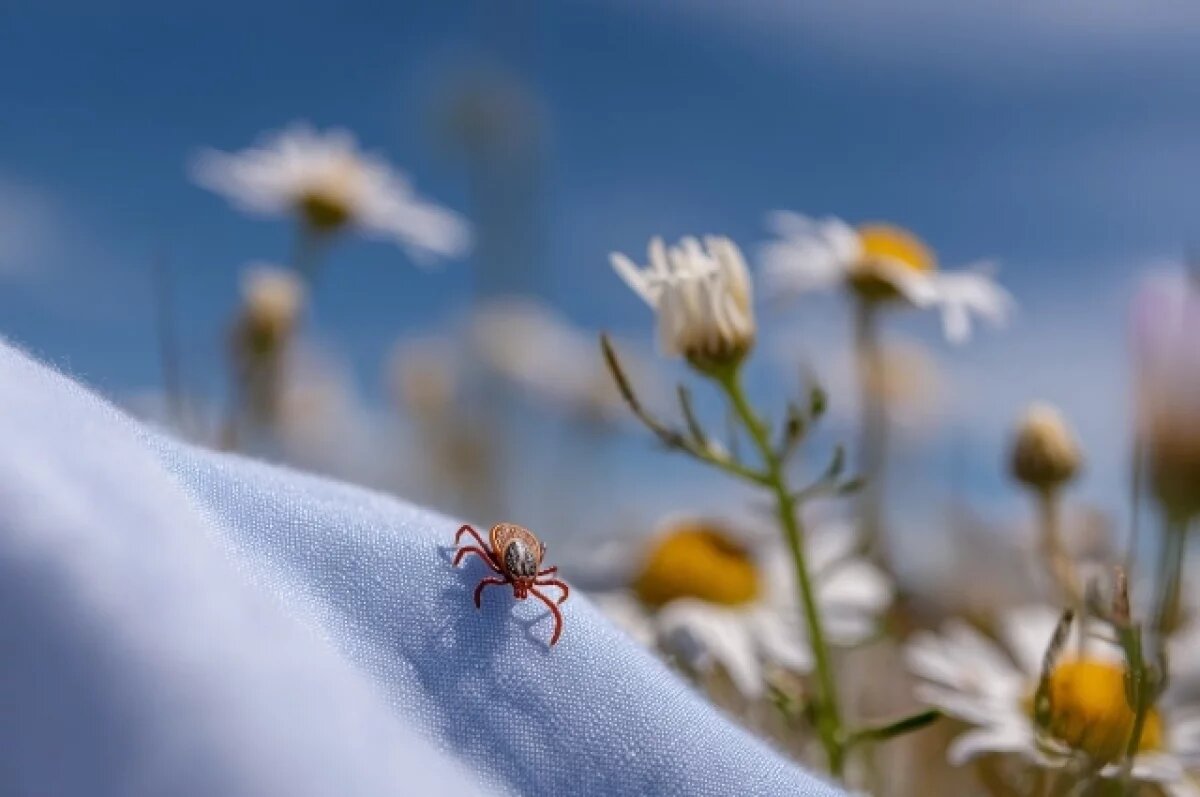    Инфекционист объяснила, могут ли в Тюмени появиться клещи Hyalomma