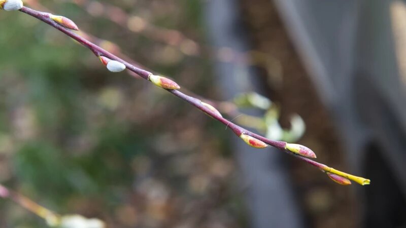     Серебристая верба в Барнауле Анна Зайкова