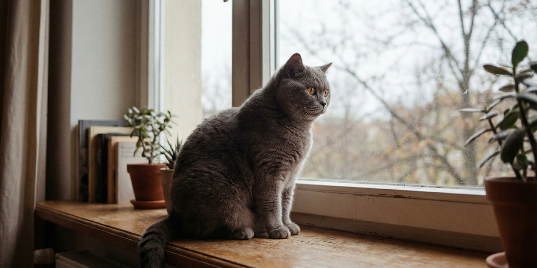 Муж ушёл. Его кот остался. Часть 1