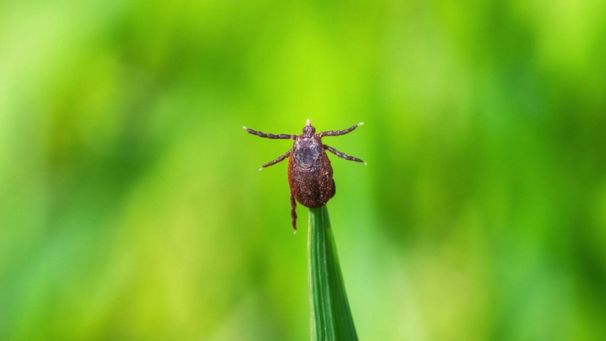    Фото: Zuzha/Shutterstock/Fotodom