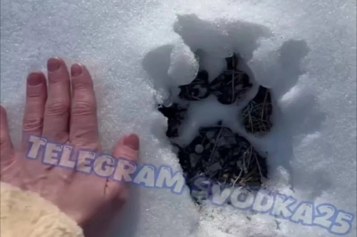    Жители Хасанского района рассказали о своих встречах с тиграми