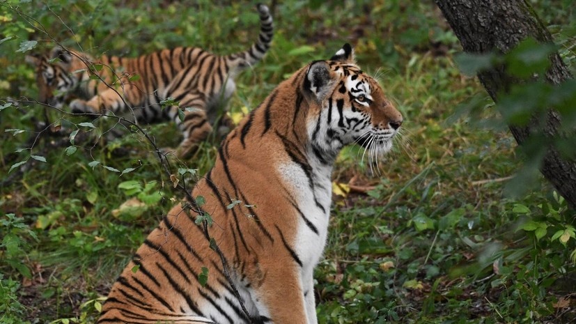   РИА Новости