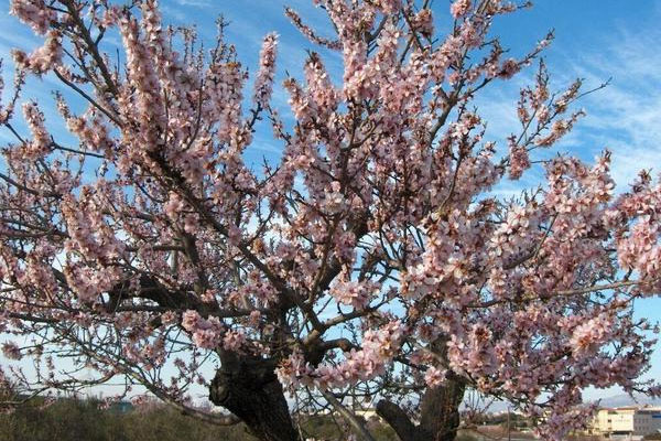 Цветущий миндаль