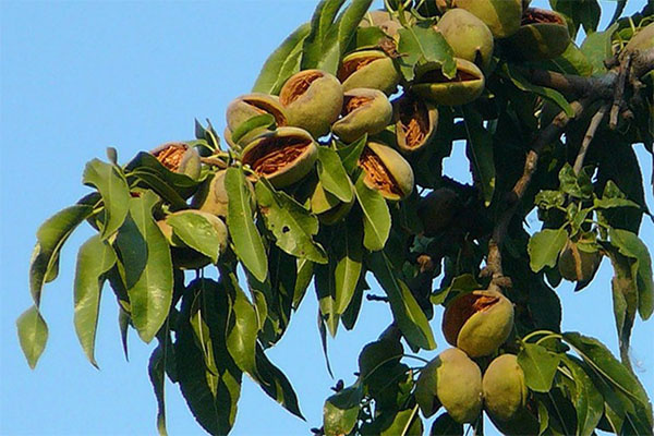 Плоды миндаля