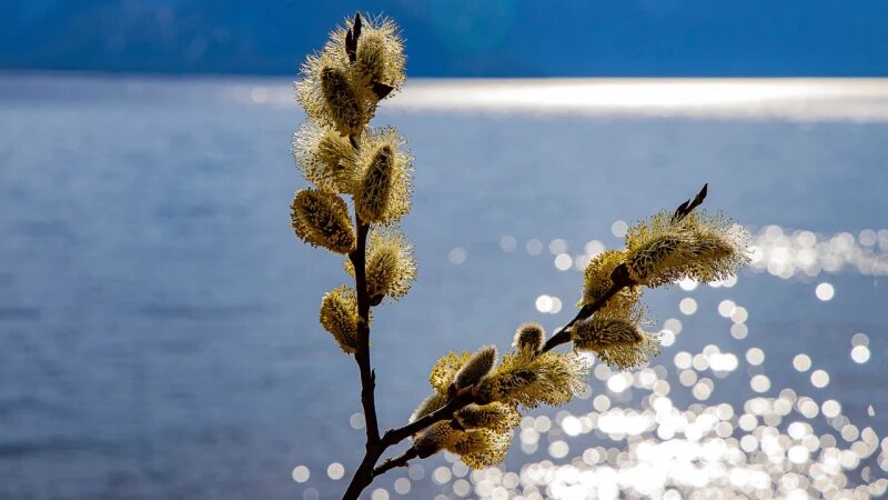     Пожелтевшая верба. Александр Лотов
