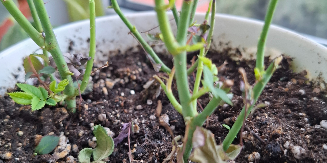 Весенний марафон продолжается. Я стараюсь