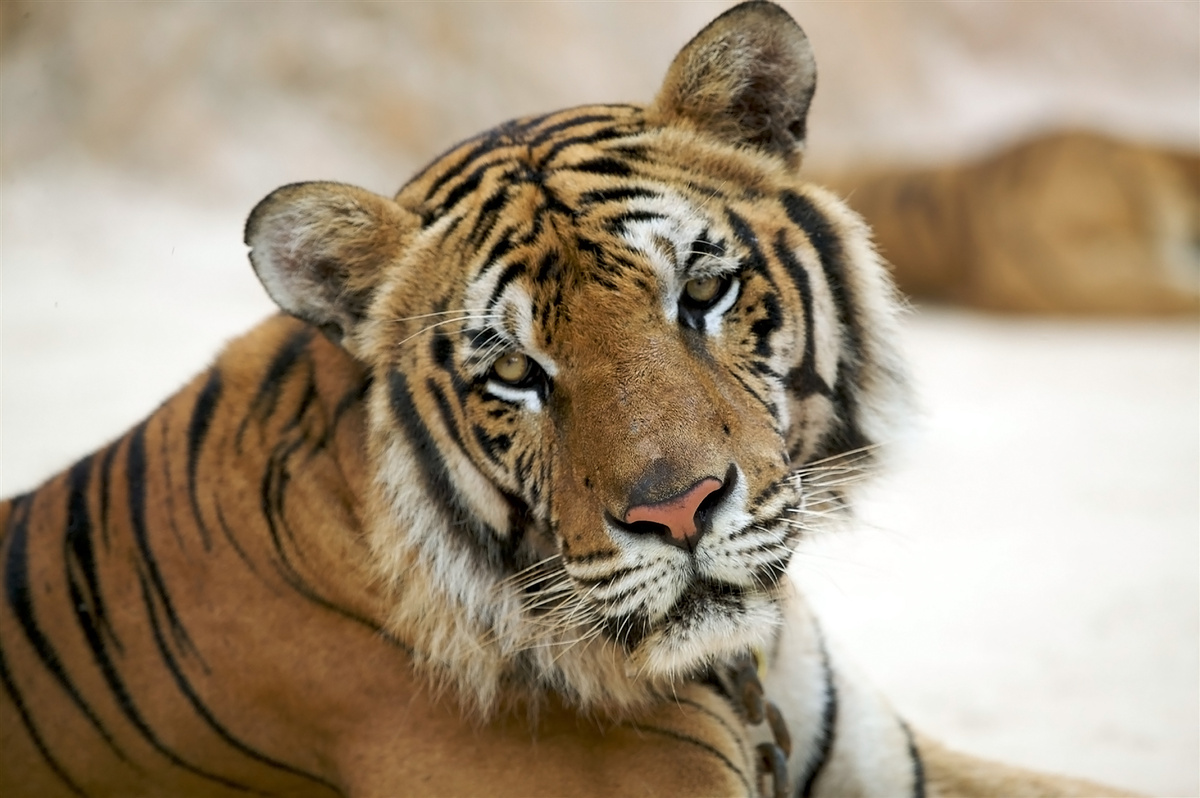    амурский тигр РЛ