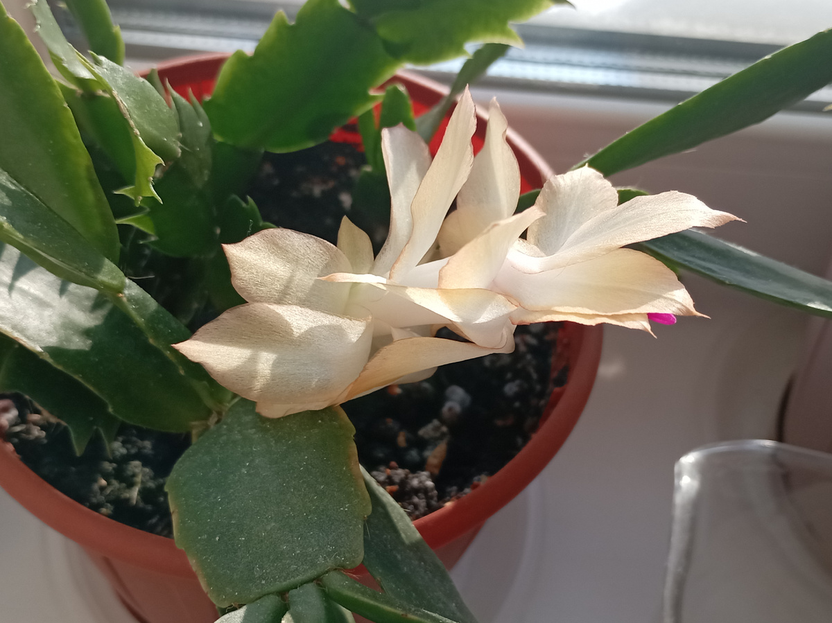 Просто на заставку