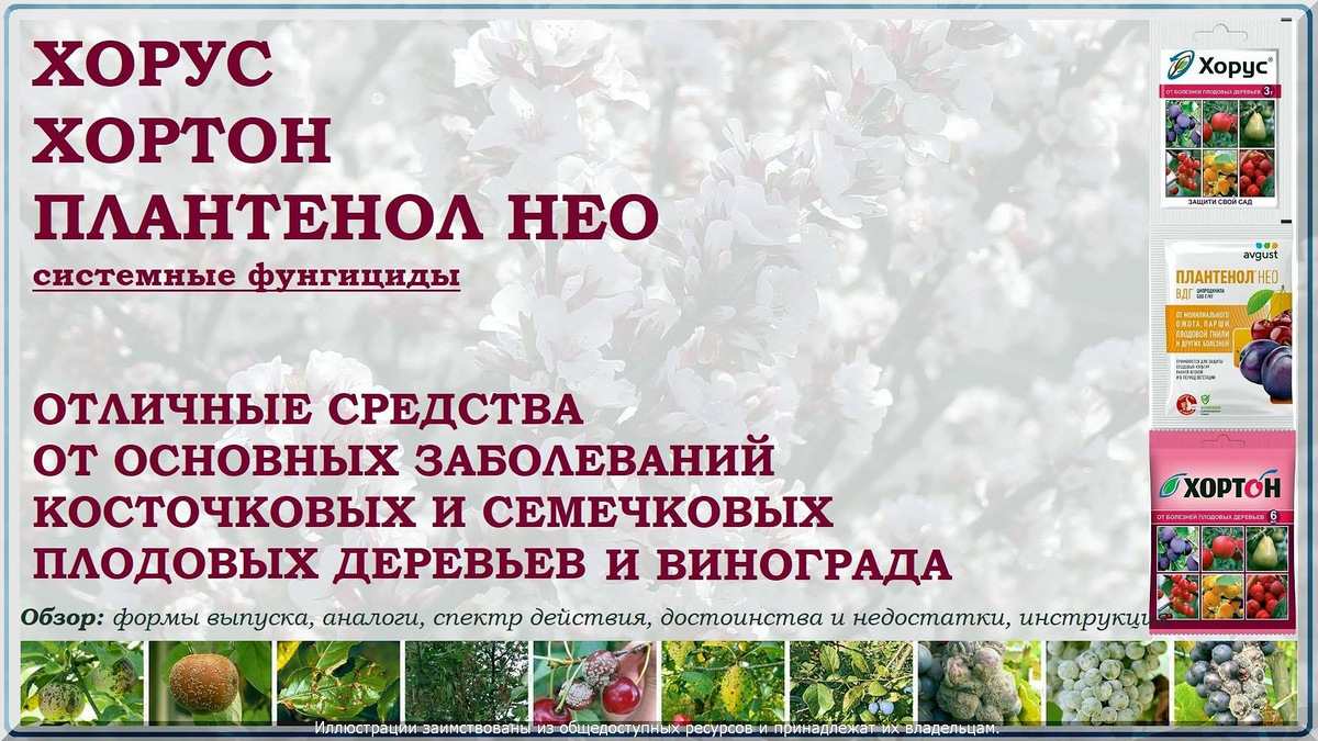 . Полные аналоги фунгицида "Хорус"