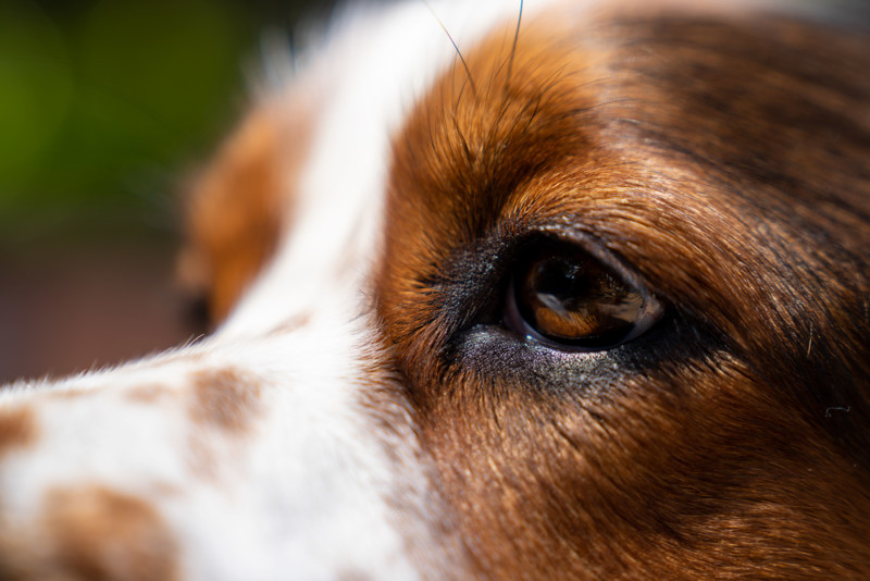 Что могут видеть собаки в отличие от людей?