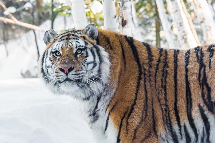 Названа сохраняющаяся популяция амурского тигра в России