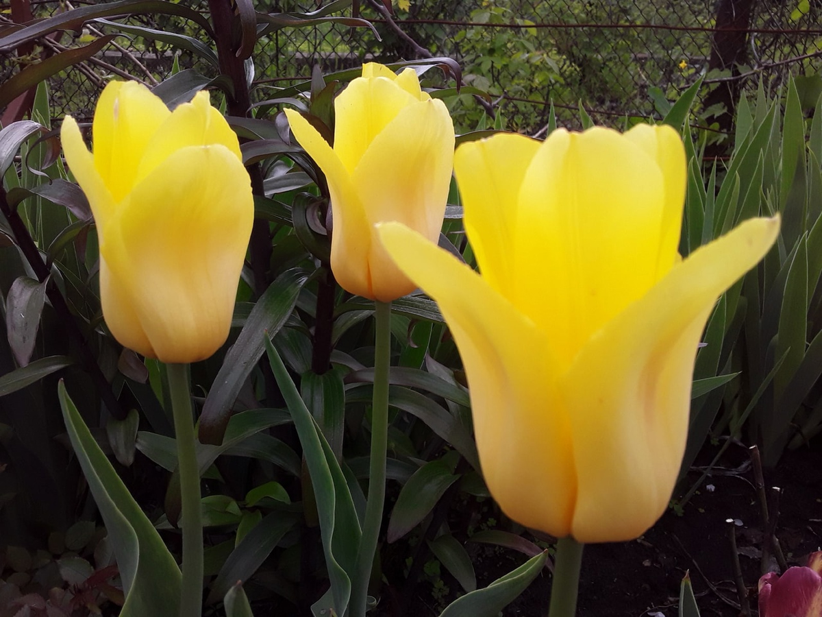 Желтые тюльпаны, Телеграм, желтые тюльпаны...