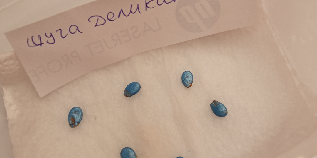 Арбузы и дыни. Часть вторая. Посевная.