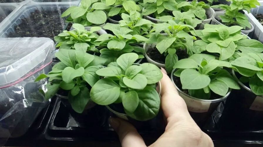 Секреты благодаря которым всходы петунии не падают, растут мощными и приземистыми