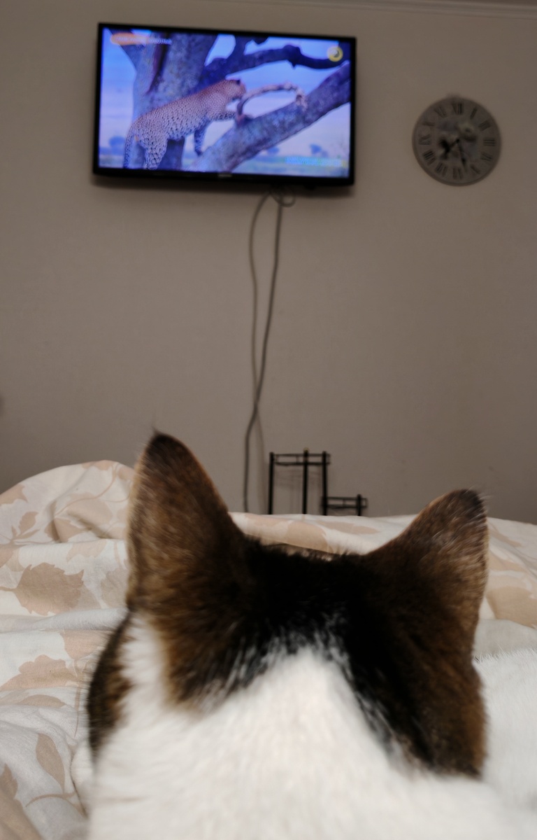 Васе особо леопарды понравились. Про носорогов оказалось не очень интересно. 