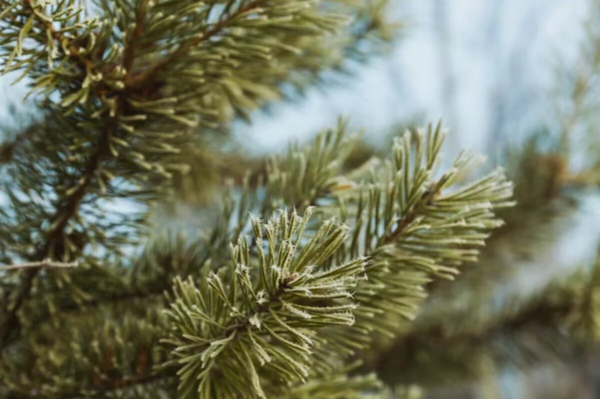    В Хабаровском крае высадят тонну семян корейской сосны