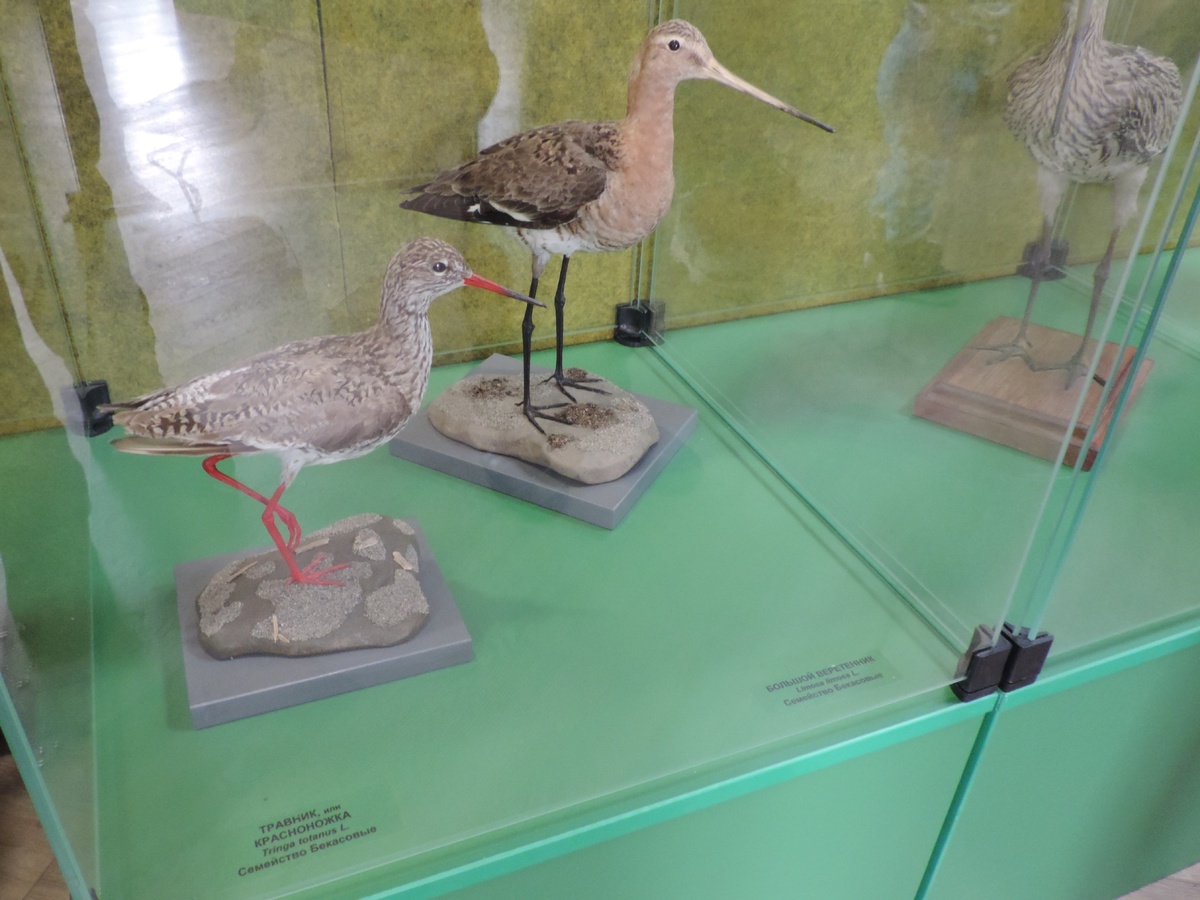 Красноножка и большой веретенник