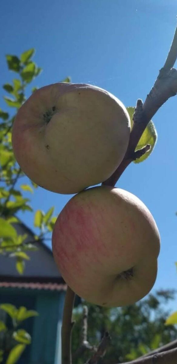 Наливные яблочки.