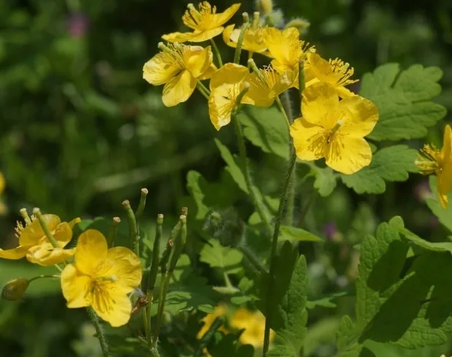 Чистоте́л на огороде от (лат. Chelidonium) — олиготипный род двудольных растений семейства Маковые (Papaveraceae