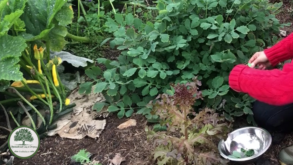 Собираем чистоел.  Цветение начинается с наступлением устойчивого тепла. Цветки имеют ярко-желтую окраску, а их диаметр обычно составляет около одного сантиметра. 