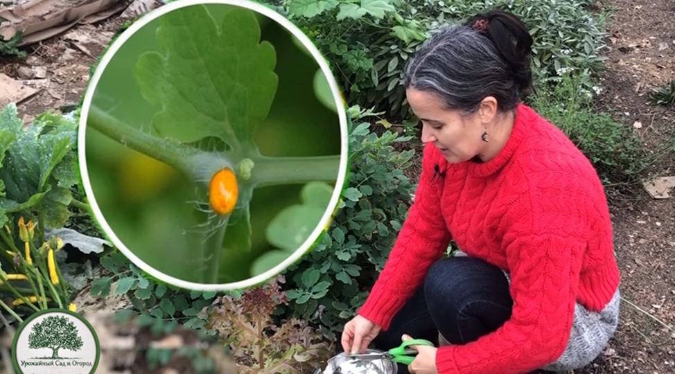 Что я раньше не знала о чистотеле и чем эта сорная трава – полезна