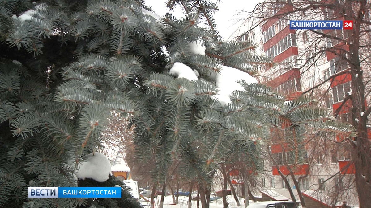    Синоптики Башгидрометцентра сообщили прогноз погоды в регионе на ближайшие несколько дней
