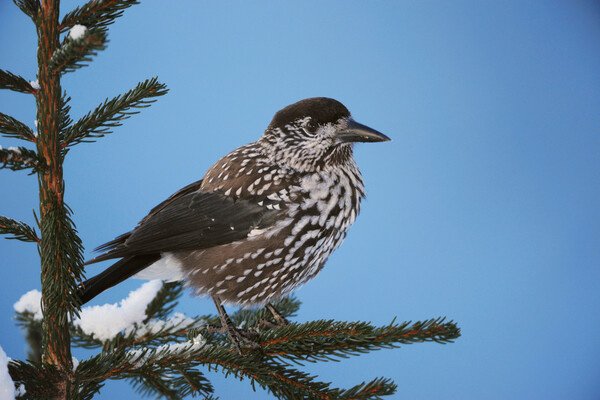    Птица-кедровка / Global Look Press
