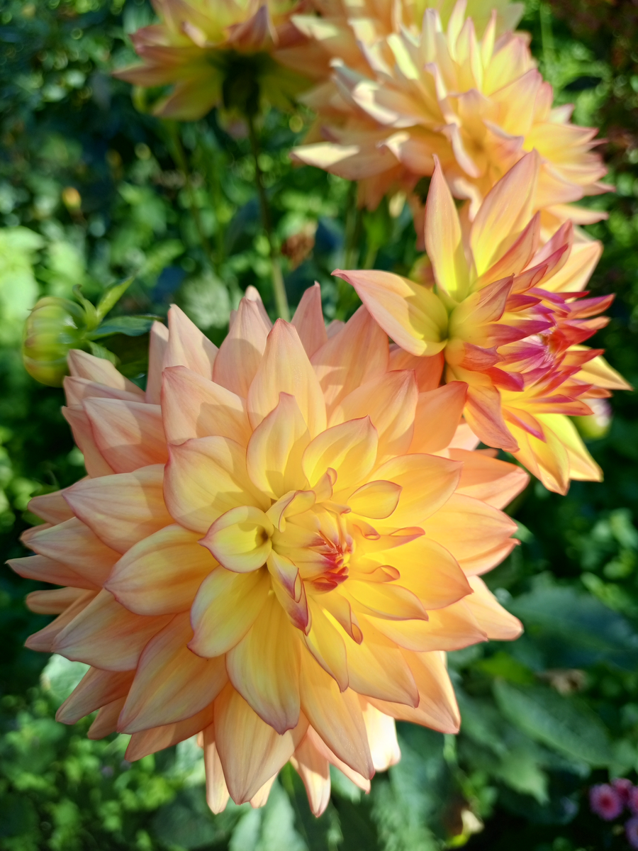 Мелоди Дора в нашем саду.