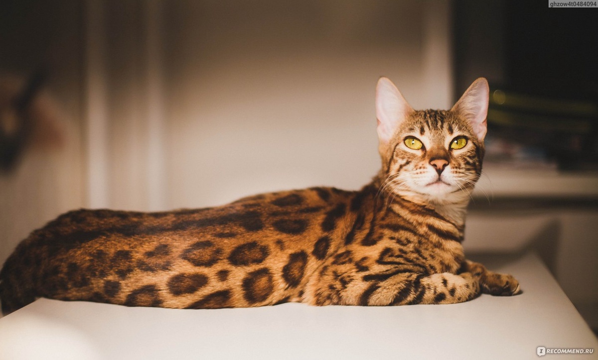 Источник https://irecommend.ru/content/kusochek-afriki-u-vas-doma-udivitelnaya-koshka-kotoraya-dostavit-nemalo-khlopot-radosti-v-10