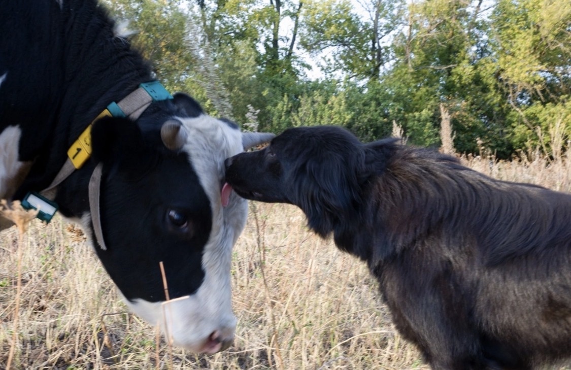 Ферма, где находится питомник «Монгольский дух»