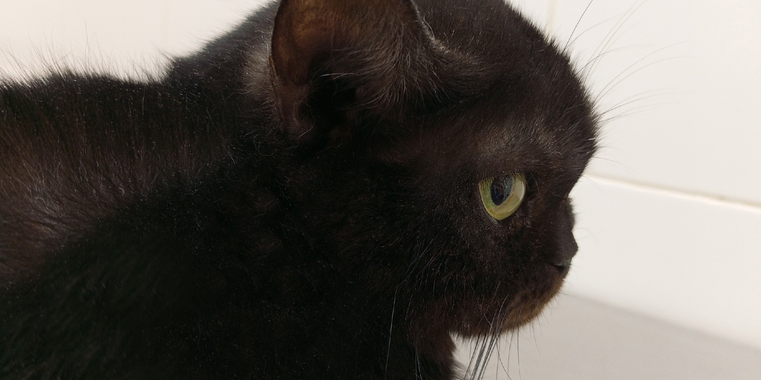 Подарите дом кошечке Мавре