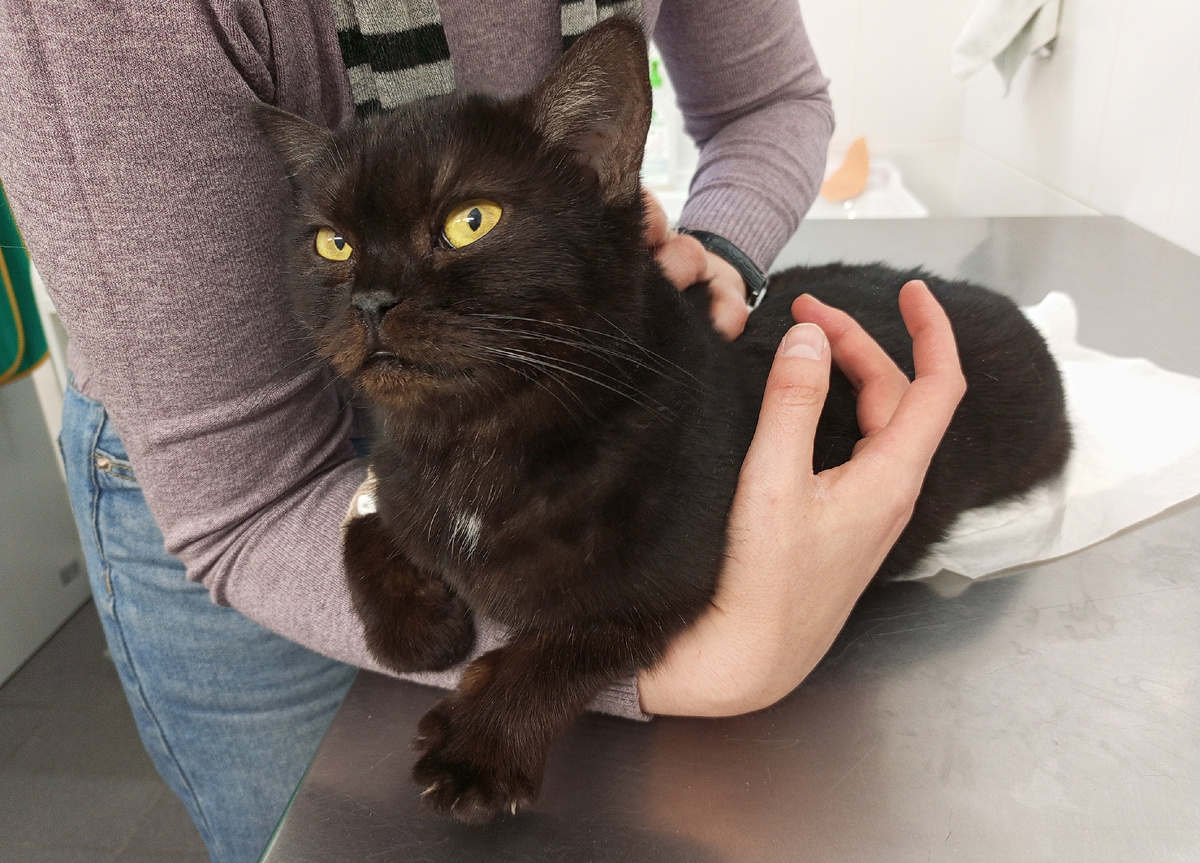 Пролистнув карусель фото, можете оценить, как Маврочка перебирает лапками, довольная что её пришли навестить в клинику.