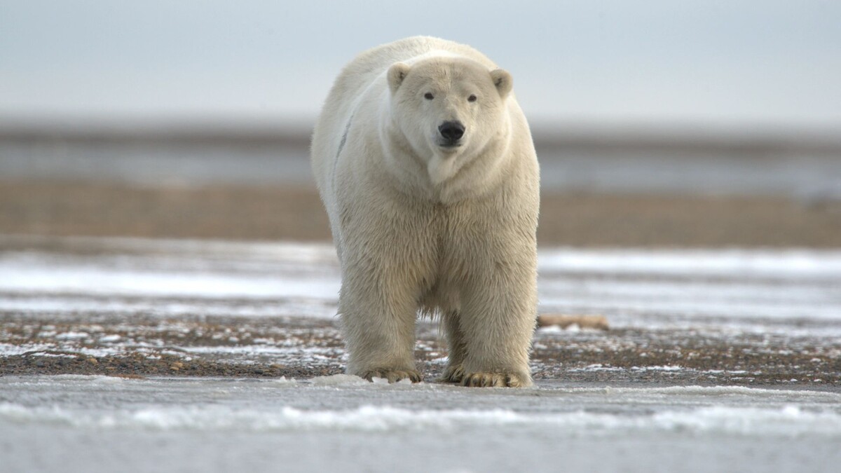    Фото: Suemb/Shutterstock/Fotodom